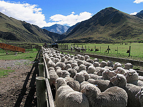 家羊,绵羊,成群,笔,奥塔哥,南岛,新西兰