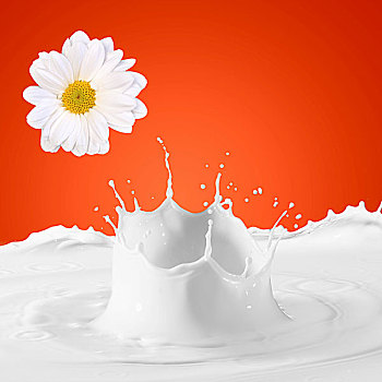 图像,牛奶,甘菊,彩色背景