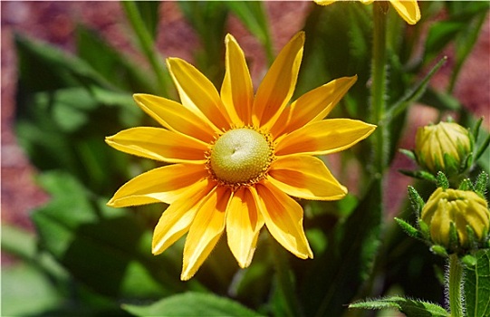 黄雏菊属植物,黑眼苏珊花,花