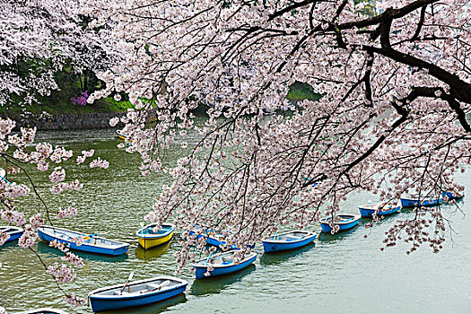 盛开,樱桃树,船,护城河,公园,靠近,皇宫,东京,日本