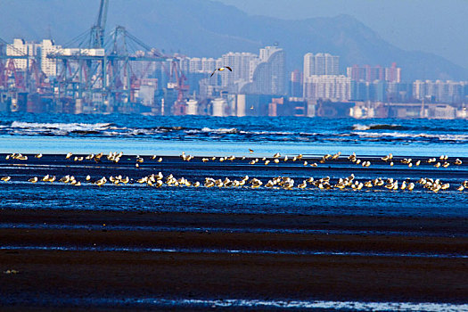湿地风光,秦皇岛,北戴河,海边,城市,鸟类保护,和谐,潮汐,建筑,大海,河流,环境