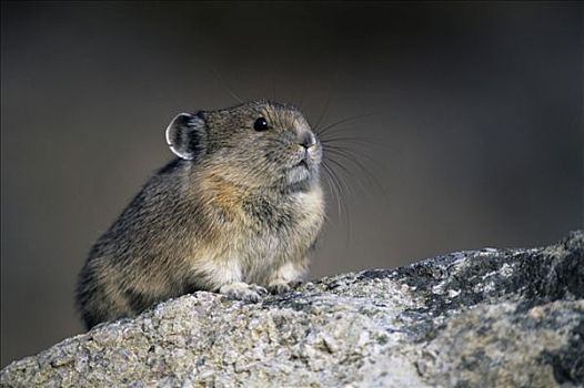 鼠兔,坐,石头,加拿大