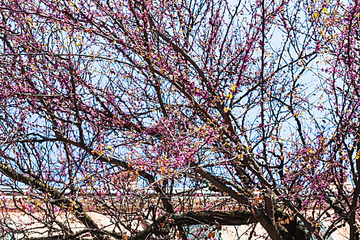 粉花,树上,维罗纳,城市,春天