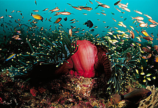华美,海葵,公主海葵,鱼群,珊瑚鱼,印度尼西亚