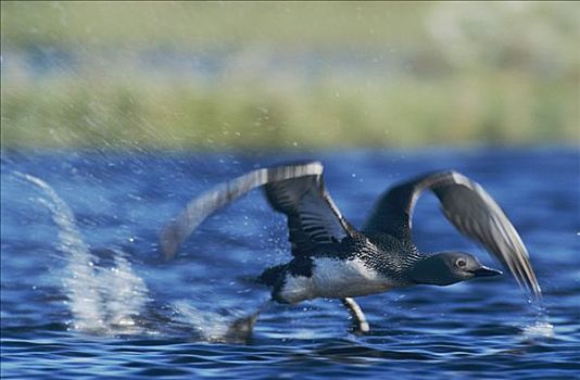 潜鸟,红喉潜鸟,成年,跑,水上,起飞,挪威,欧洲