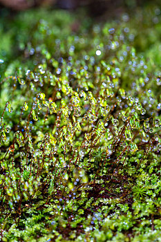 墙藓苔藓带着闪闪发光的水滴