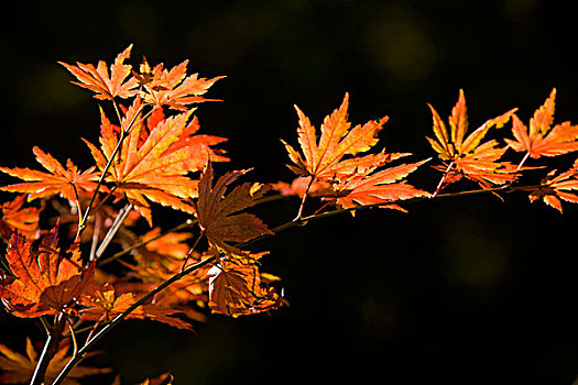 红叶,植被,自然,风光,本溪,湖里村,秋季,透射,逆光,色彩,艳丽