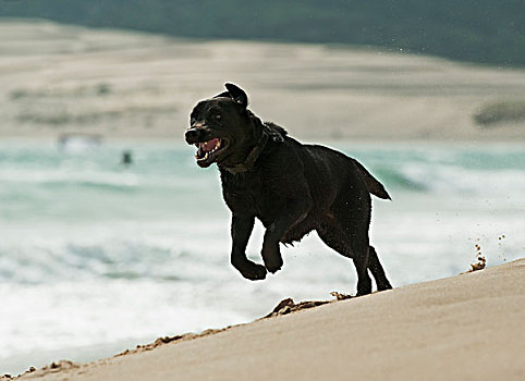狗,跑,海滩,安达卢西亚,西班牙