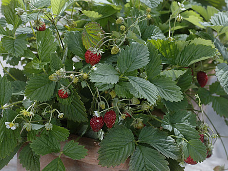 播种,草莓