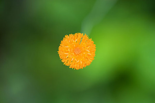橙花,特写