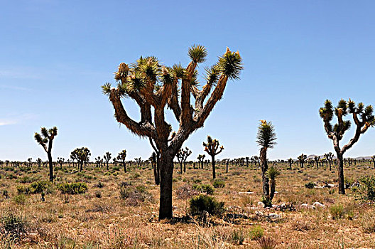 约书亚树,短叶丝兰,约书亚树国家公园,棕榈树,荒芜,南加州,美国,北美