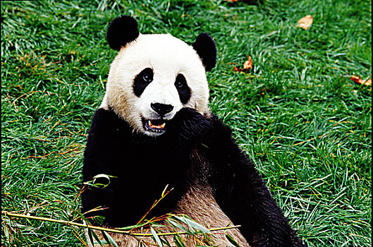 四川卧龙小熊猫