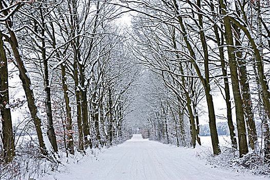 树林,道路,冬天