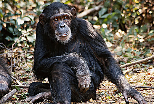 坦桑尼亚,黑猩猩,雌性,坐,冈贝河国家公园,大幅,尺寸