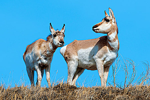 叉角羚,北美,草原,艾伯塔省,加拿大西部