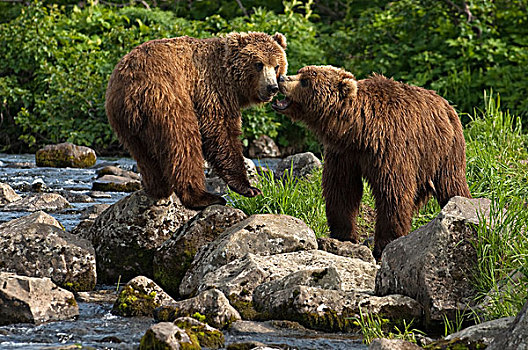 棕熊,母亲,一岁,幼兽,堪察加半岛,俄罗斯