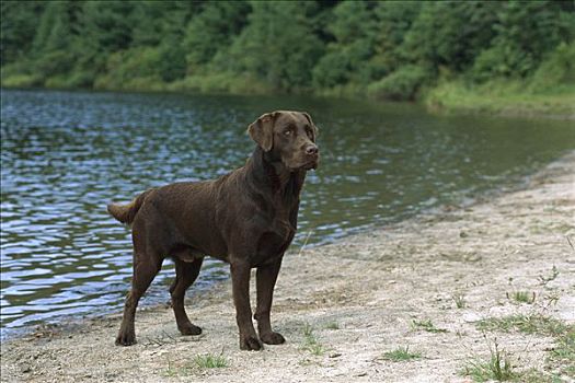 巧克力拉布拉多犬,狗,成年,肖像,沙,湖,岸边