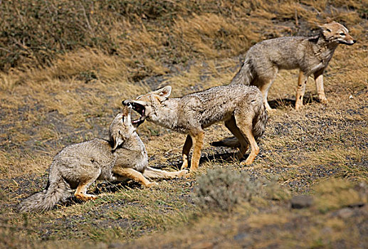 南美,智利,托雷德裴恩国家公园,一对,巴塔戈尼亚,灰狐,玩