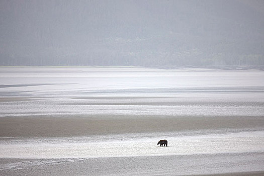 棕熊,涉水,浅,水,展示,泥,特纳甘湾,退潮,靠近,肯奈半岛,背景,阿拉斯加,夏天