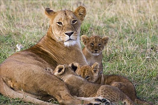 非洲狮,狮子,幼兽,8周,护理,脆弱,马赛马拉国家保护区,肯尼亚