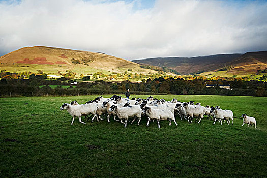 牧群,绵羊,跑,草地,山,远景