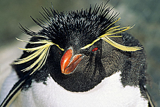 成年,凤冠企鹅,南跳岩企鹅,孵卵,两个,蛋,福克兰群岛,南方,大西洋