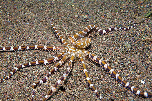 章鱼,海上,仰视,印度尼西亚,亚洲
