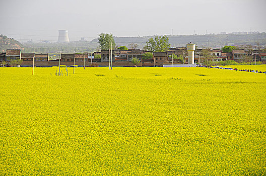 陕西咸阳武功油菜花风光