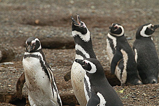 企鹅,巴塔哥尼亚