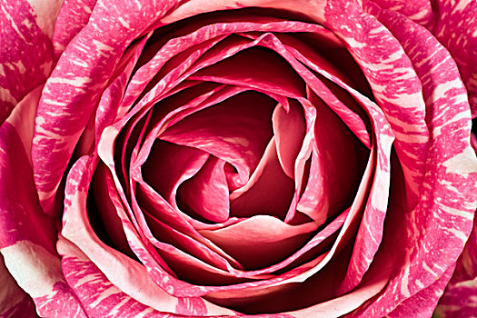 玫瑰,粉色,花,库肯霍夫公园,荷兰南部,荷兰