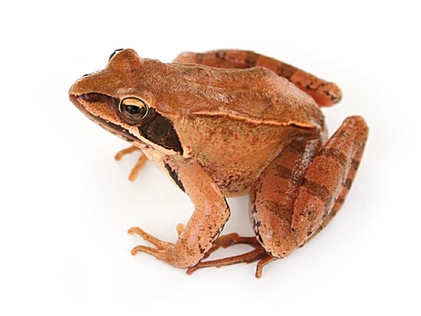 褐色,青蛙