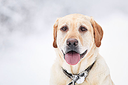 肖像,黄色拉布拉多犬,雪,冬天,白天,曼尼托巴,加拿大