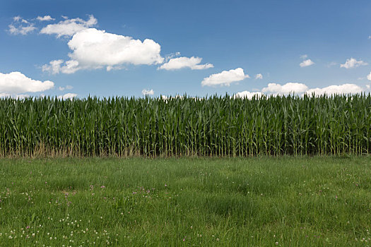 夏日天空,上方,农田,玉米田,巴伐利亚