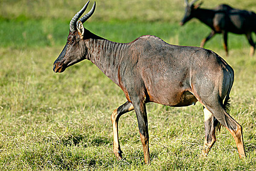 普通,转角牛羚,奥卡万戈三角洲,博茨瓦纳,非洲