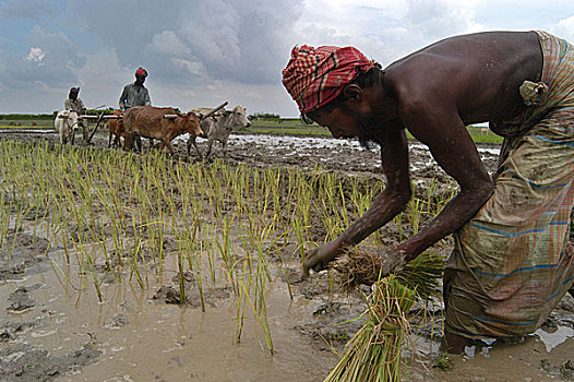 农民,种植,稻米,暂时,沙子,堤岸,河,侵蚀,流动,水,孟加拉,九月,2006年