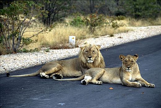 狮子,放入,道路,埃托沙国家公园,纳米比亚,非洲