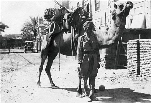 骆驼,巴格达