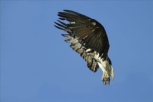 鱼鹰,飞,安那波利斯谷地,新斯科舍省,加拿大