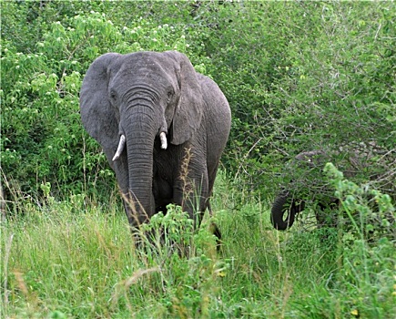 大象,乌干达