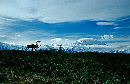 驯鹿,北美驯鹿,正面,山,麦金利山,德纳里峰国家公园,阿拉斯加