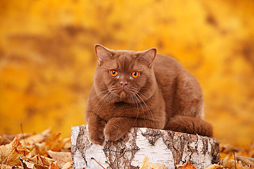 英国短毛猫,猫,雄性,桂皮,躺着,树干,秋叶,秋天