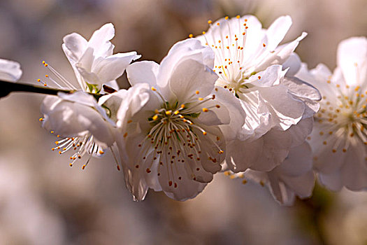 春天迎风盛开白色的杏花