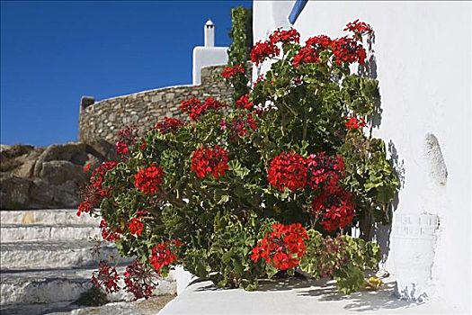 花,墙壁,希腊