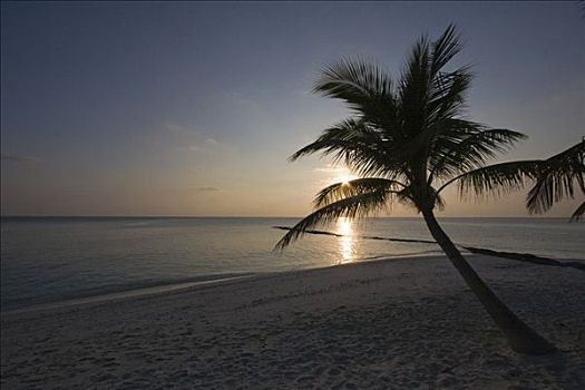 椰树,椰,日落,马尔代夫,印度洋