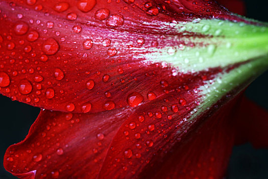 特写,雨滴,红色,孤挺花,花
