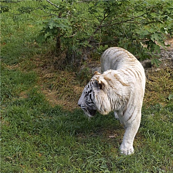草地上的一只白虎