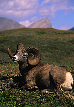 墨西哥大角羊图片