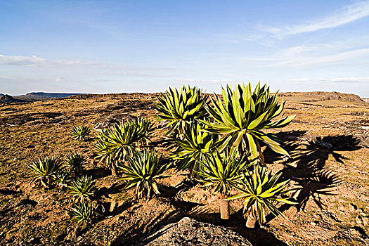 巨大,山梗莱属植物,埃塞俄比亚,特色,本土动植物,高山,高原,东非,非洲
