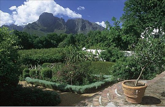 玫瑰,花园,葡萄酒厂,西海角,共和国,南非