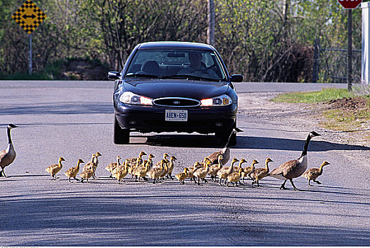 鹅,小鹅,穿过,街道,正面,汽车,安大略省,加拿大